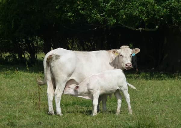 Suckler cow with calf out in the field