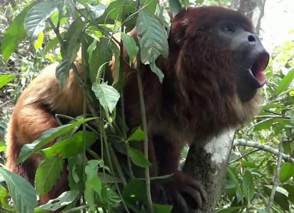 A roaring Bolivian red howler which was studied by scientists who found out that the more monkeys howl - the smaller their testicles.
Picture and video by SWNS