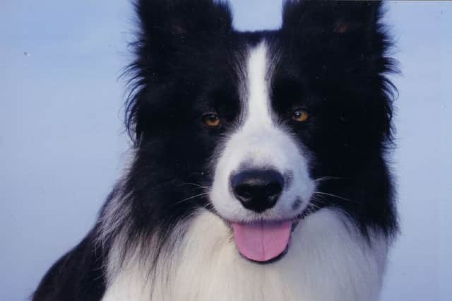 Lynne Houghton
Age 55
10 Hope Street, Bozeat
01933 663934
Animals
Tag - our pet Border Collie