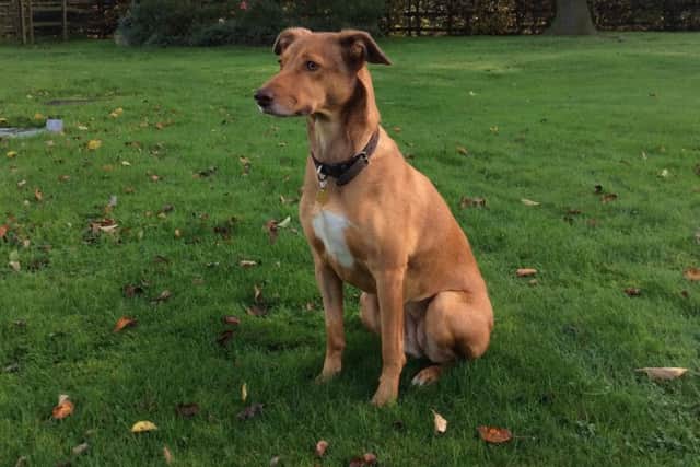 Lurcher Belle was poisoned in Little Gaddesden.