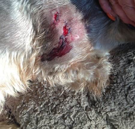 The Yorkshire Terrier's injuries caused by Kya, Ms Flower's German Shepherd