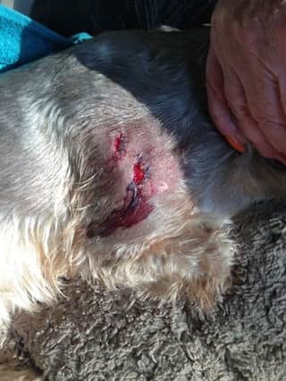 The Yorkshire Terrier's injuries caused by Kya, Ms Flower's German Shepherd