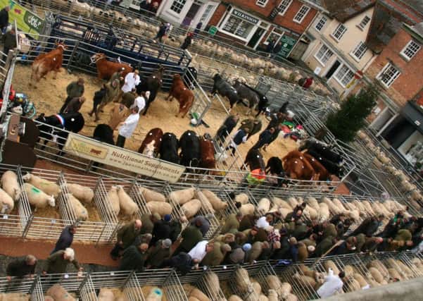 This year's Winslow Christmas Primestock Show