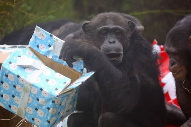 Chimps at the zoo tear open their Christmas presents