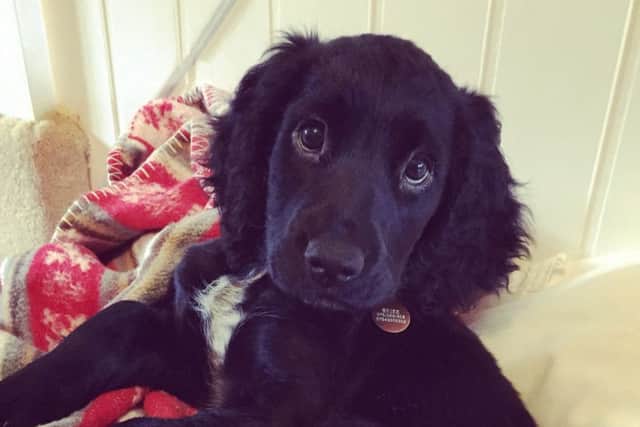 Puppy Mia was attacked in Tring while out for a walk.