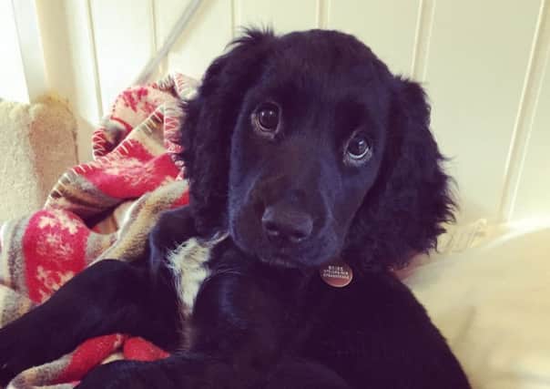 Puppy Mia was attacked in Tring while out for a walk.
