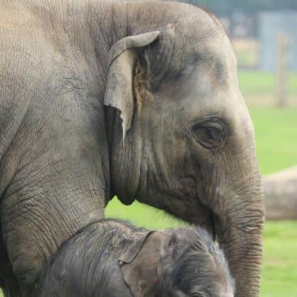 A baby elephant at the zoo.