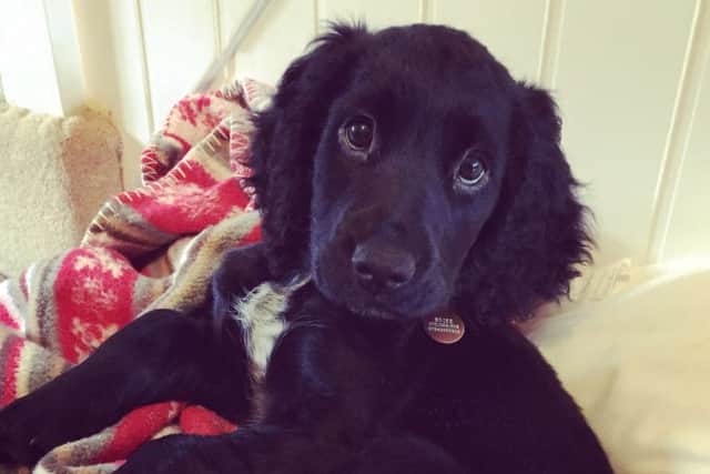 Puppy Mia was attacked in Tring while out for a walk. PNL-161201-135807001