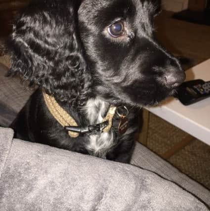 Mia's owners are now warning other dog owners.
