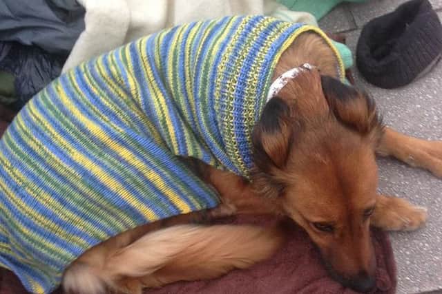 Warm and cosy, thanks to Give A Dog A Coat PNL-160115-104404001