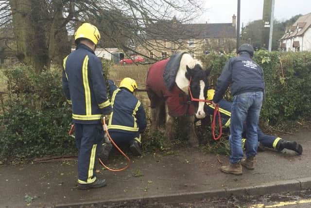 Top 10 RSPCA animal rescues