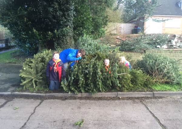 Scouts collecting Christmas trees in Dacorum, January 2016