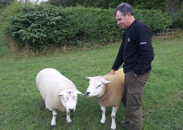Farmer with two Texel rams