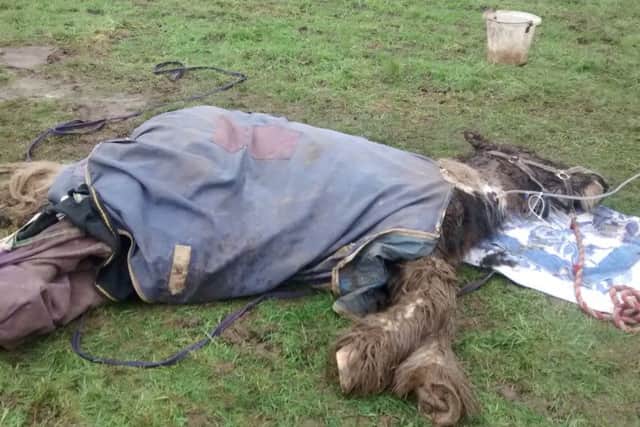 The black and white pony found collapsed in a field in Flaunden, near Hemel Hempstead