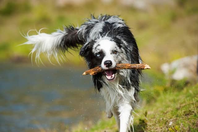 Dog owners warned over stick injuries