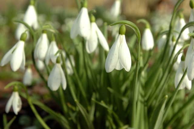 Snowdrops at the Nuttery, Newnham. ENGNNL00120130218105716