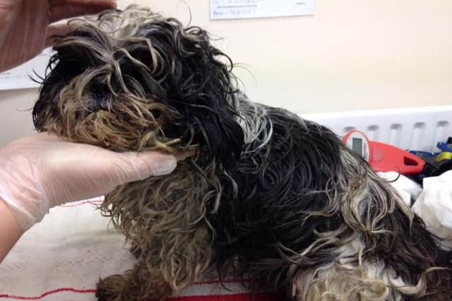 Olive pictured after she was found abandoned on a Hemel Hempstead building site - she is now making progress after vet treatment