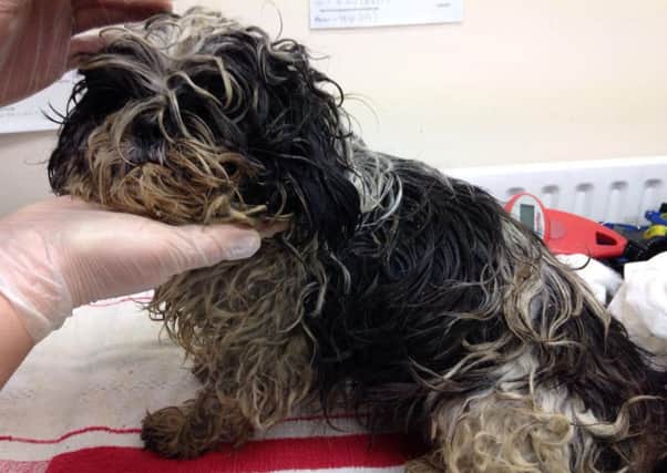 Olive the Shih Tzu, who was found abandoned on a Hemel Hempstead building site