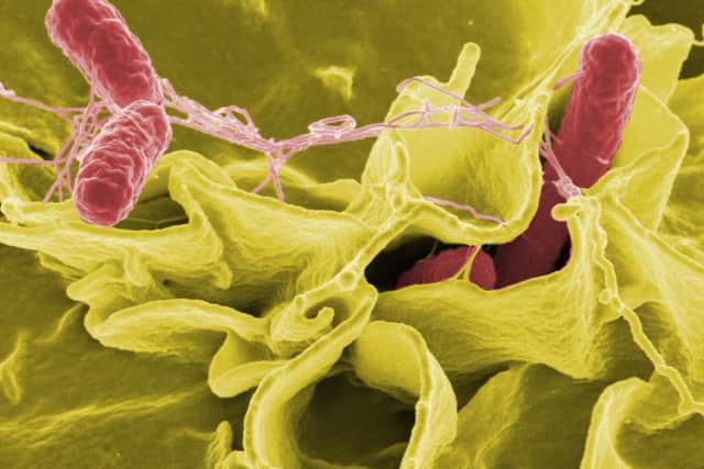 Recall due to risk of Salmonella food poisoning