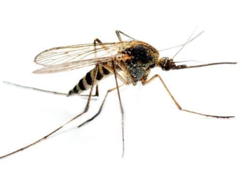 The Ades mosquito that carries the Zika virus.