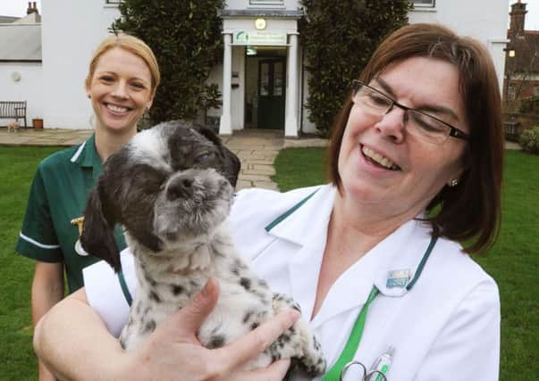 Carol Brown, right, with Olive the shih tzu and veterinary nurse Megan Godfrey, left