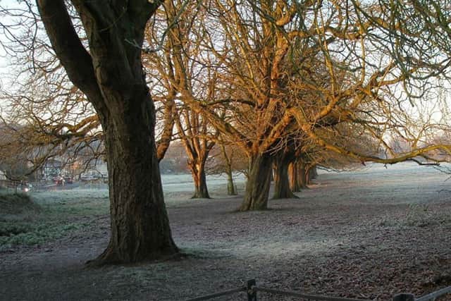 Trees to be felled on Box Moor Trust land.