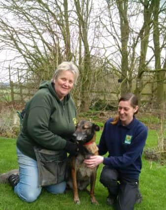 Penelope the dog, whose outdated microchip details meant she had to be put in kennels