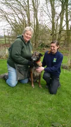 Penelope the dog, whose outdated microchip details meant she had to be put in kennels