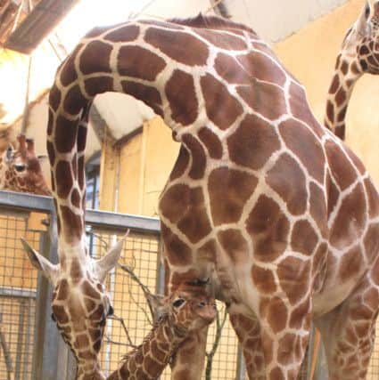 Nuru the giraffe