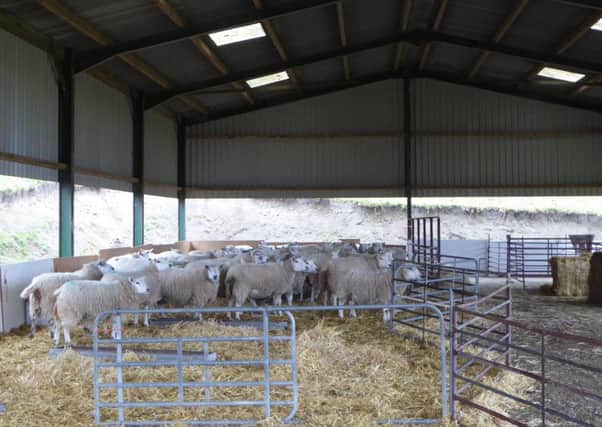 Pregnant sheep waiting to lamb