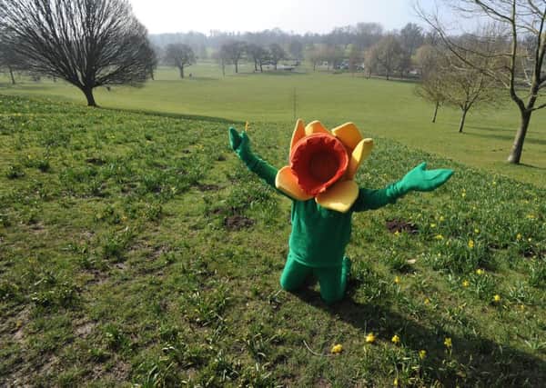 Marie Curie community fundraiser Lucy Watson dressed as the charity's mascot Daffy surveying the damage in Gadebridge Park, Hemel Hempstead