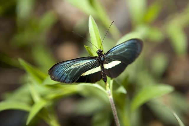 Pictured: A rare breed of tropical butterfly, the Heliconius Chestertonii, is being revealed to the public today as part of the opening of Phase II  of Butterfly World.
