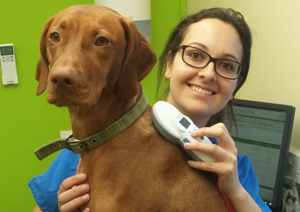 Natasha Sangherra scans Ruby for microchip NNL-160504-114355001
