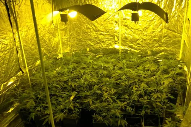 Cannabis plants found in The Close, Markyate