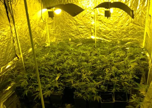 Cannabis plants found in The Close, Markyate