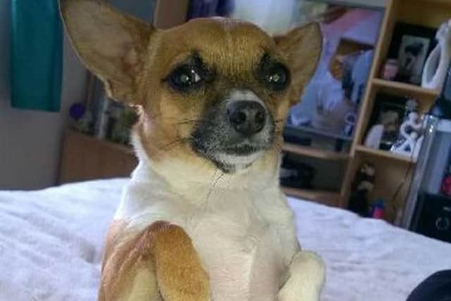 Luna the Jackhuahua, who was attacked and killed by a Staffordshire Bull Terrier in Woodhall Farm, Hemel Hempstead