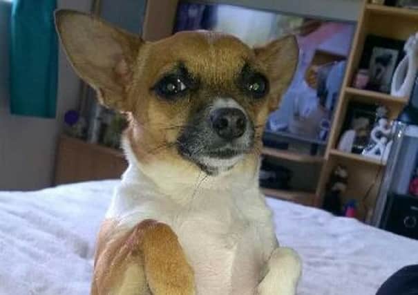 Luna the Jackhuahua, who was attacked and killed by a Staffordshire Bull Terrier in Woodhall Farm, Hemel Hempstead
