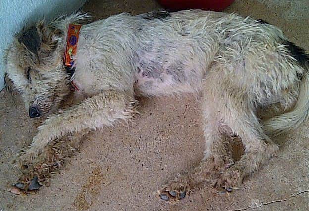 Envie before she was rescued. Photo by Khun Witchuda Pothaworn