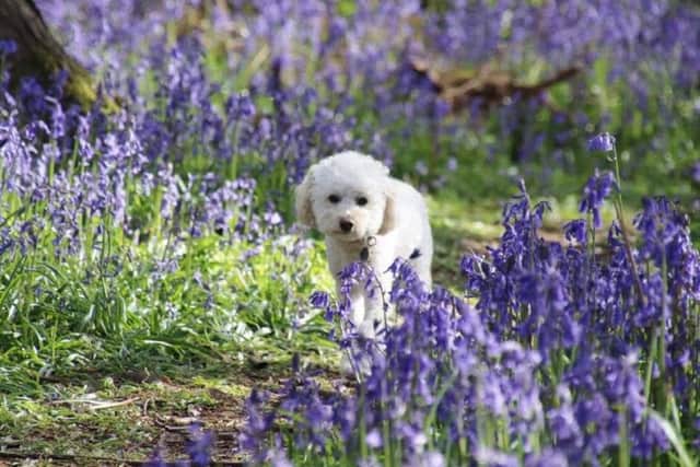 Prettiest pet - Oreo entered by Kayleigh Clark avzK5vNEaTL1AnrD5bsW
