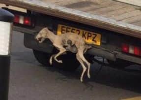 The body of the dog as seen on the back of the truck in Queens Square, Hemel Hempstead