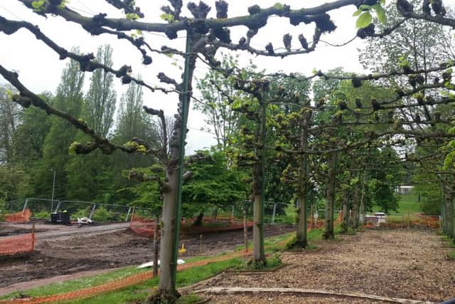 Pleached lime trees in Hemel Hempstead's Water Gardens