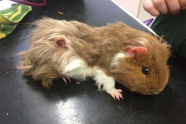 Perry the guinea pig - left dumped in Hemel, May 2016