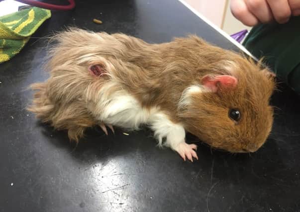 Perry the guinea pig - left dumped in Hemel, May 2016