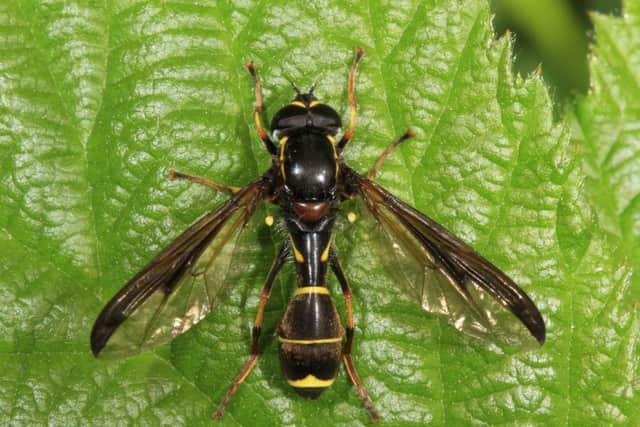 The phantom hoverfly, spotted near Ivinghoe Beacon