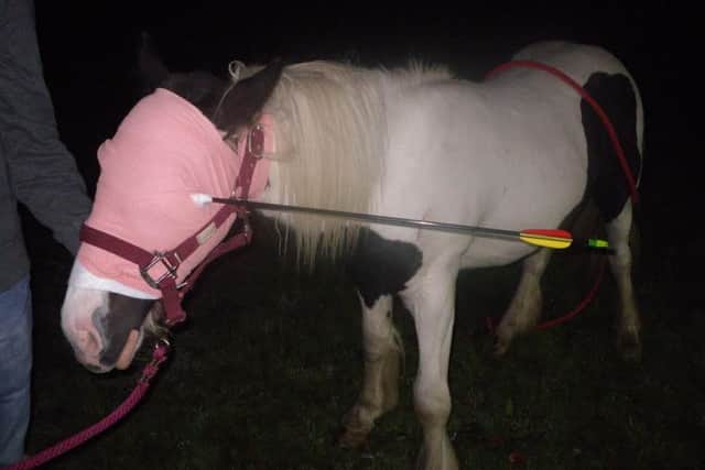 Widget, the young colt, was found in a field in Abbots Langley
