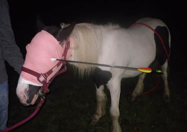 Widget, the young colt, was found in a field in Abbots Langley