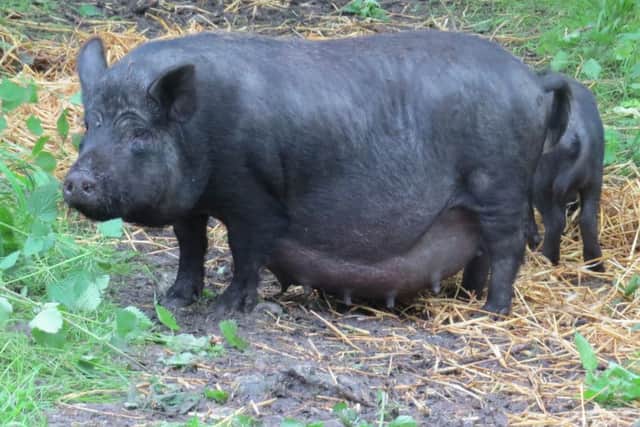 Pigs abandoned by busy roads