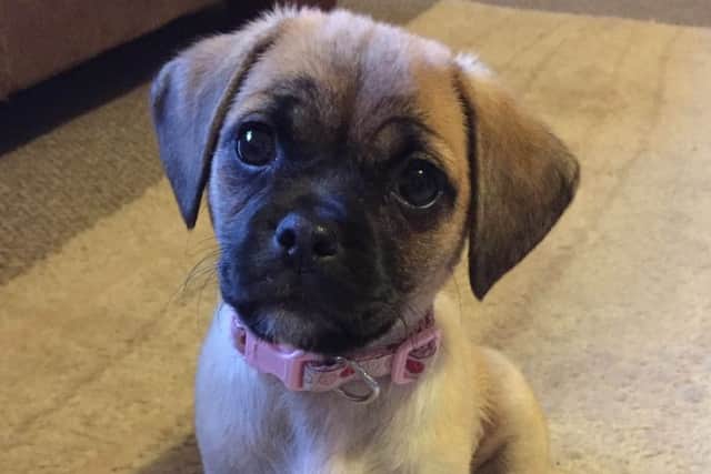 Riley the Pugalier