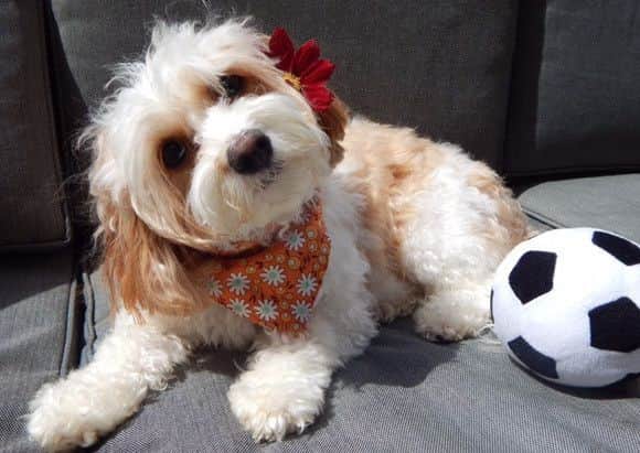 Lottie the Cavachon