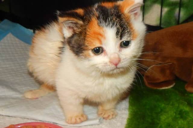 Squishy the kitten
